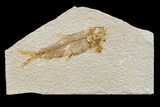 Fossil Fish (Knightia) - Wyoming #159559-1